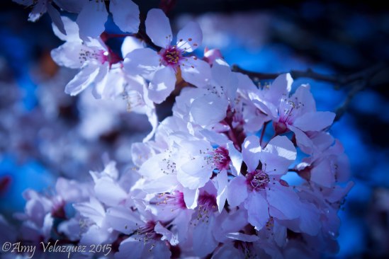 Spring 2015 blossoms